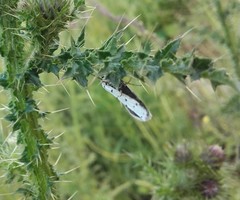 Myelois circumvoluta