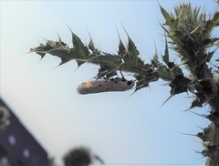 Myelois circumvoluta