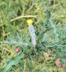 Myelois circumvoluta