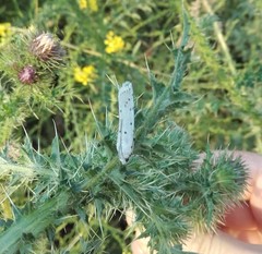 Myelois circumvoluta