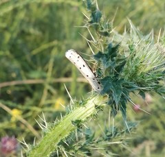 Myelois circumvoluta