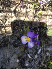 Viola tricolor tricolor