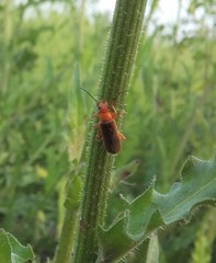 Cantharis rufa