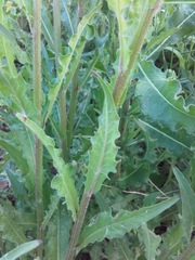 Picris hieracioides