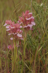 Anacamptis papilionacea grandiflora