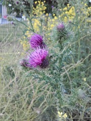 Carduus acanthoides