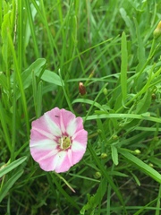 Convolvulus chinensis