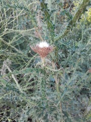 Carduus acanthoides