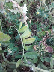 Vicia sativa