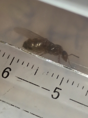 Lasius grandis