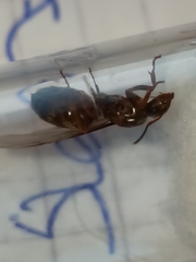 Lasius grandis