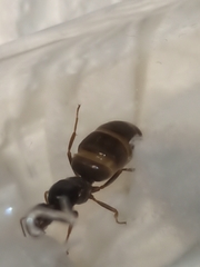 Lasius grandis