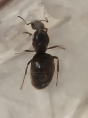 Lasius grandis
