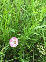 Convolvulus chinensis