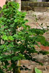 Bauhinia acuminata