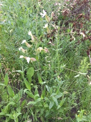 Silene latifolia alba