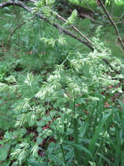 Dactylis glomerata lobata