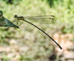 Caconeura ramburi