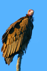 Hooded Vulture photo 2
