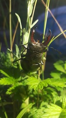 Lucanus cervus turcicus