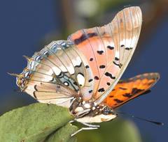 Charaxes jahlusa rex
