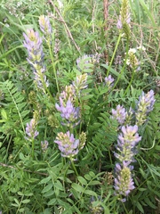 Astragalus austrosibiricus