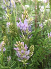 Astragalus austrosibiricus