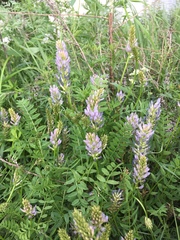 Astragalus austrosibiricus
