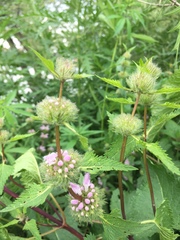 Phlomoides tuberosa