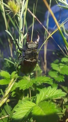 Lucanus cervus turcicus