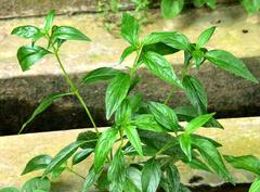 Clinacanthus nutans