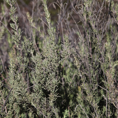 Prostanthera teretifolia