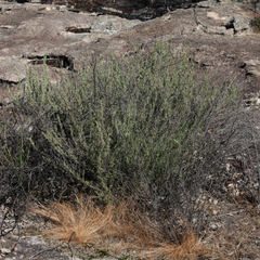 Prostanthera teretifolia