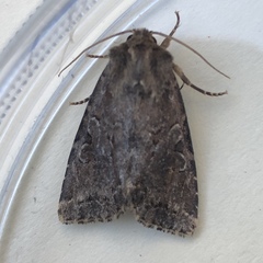 Apterogenum ypsillon