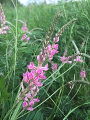 Onobrychis viciifolia