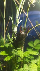 Lucanus cervus turcicus