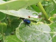 Platycorynus peregrinus