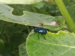 Platycorynus peregrinus