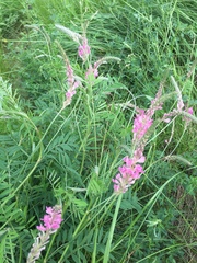 Onobrychis viciifolia