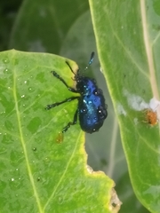 Platycorynus peregrinus