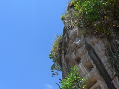 Vandopsis lissochiloides