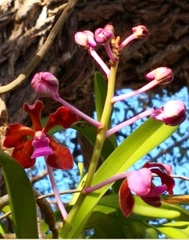 Vanda perplexa