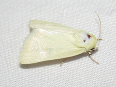 Schinia citrinellus