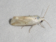 Ponometia pulchra