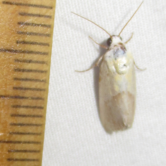 Ponometia semiflava