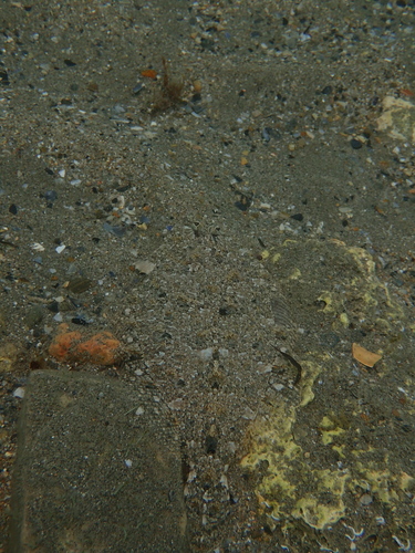 Arnoglossus thori