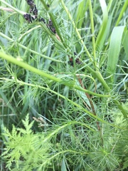 Tripleurospermum inodorum