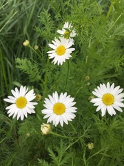 Tripleurospermum inodorum