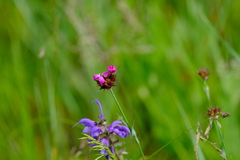 Dianthus andrzejowskianus