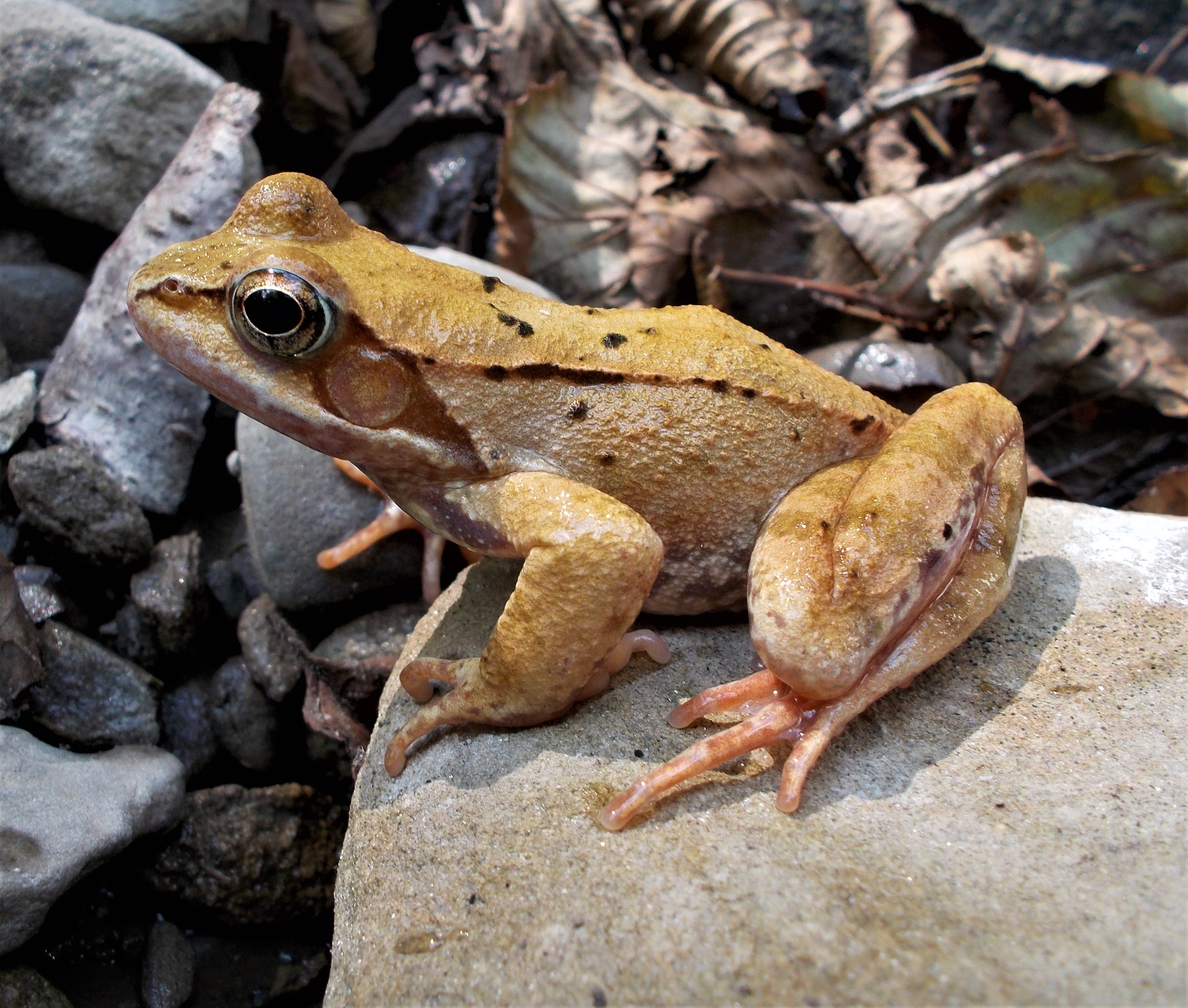 File:European Common Frog Rana temporaria (cropped).jpg - Wikipedia